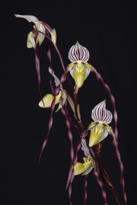 Paph. philippinense Sunset Valley Orchids AM 80 pts.